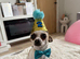 Mini dachshund and chihuahua