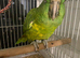 Yellow nape Amazon tame and talking with small cage