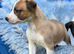 Wonderful Whippet litter