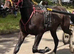 15,2 5 year old gelding