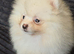 Pomeranian puppies ready to go