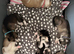 Beautiful Shepsky Puppies Available