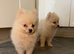 Pomeranian puppies