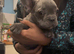 Frenchie puppies ready for forever homes