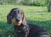 Standard Wirehaired Dachshund for sale