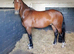 Welsh section c gelding 4 year old