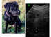 DC Fertility Services Ultrasound Scanning