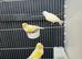 2026 Closed Rung Dimorphic Canaries
