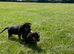 Cute german sherpard puppies