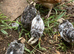 Serama chicken