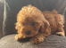 Cockapoo puppies looking for there forever homes