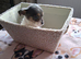 SHIH-TZU/JACK HYBRID X2 PUPPIES