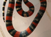 2025 pair of black milksnakes