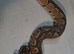 Cb25 orange dream currently in shed