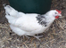 Light Sussex pullets 16to18 weeks