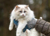 Beautiful pure ragdoll kittens