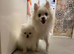 White Pomeranian puppies