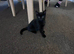 Black Kitten &ndash; 9 weeks old &ndash; Looking for a loving home