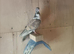 magpie tumblers