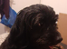 Puppys