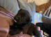 Patterpoo puppy