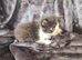 Beautiful Persian kittens