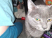 Russian blue babies. Only 2 remaining