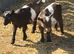 Pygmy wether kids