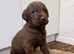 Chocolate Labrador puppies