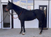 3yr old Bay filly 15.3, 2yr old Brown filly 15.2