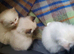 Ragdolls