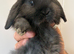 Fluffy friendly girl and boy pair left