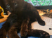 Kittens for sale