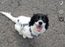 Working line cocker spaniel