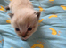 Bengal cross kittens