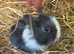 Baby Lionhead Doe for reserving