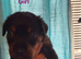 Last available Pup