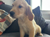 Ready to leave - 2 Kc Registered golden retriever boy pups!