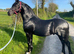 Registered 3 Year Old Colt