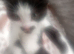 kittens 3 baby boys