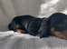 Beautiful Black and Tan girl