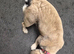 Female French bulldog puppy