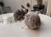 Mini Lops for Sale