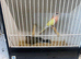 Rubino & Lutino bourke parakeets