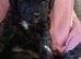 Shihtzu - miniature poodle =shoodles