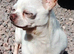 Katie the White Russian chihuahua