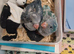 Mauve / Blue Quaker babies