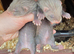 Ferret kits
