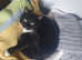 Male cat