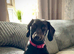 Female Mini Dachshund